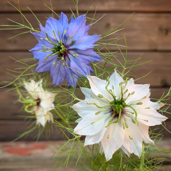 Nahaufnahme Jungfer im Grünen, Nigella damascena Blüten in weiß und blau