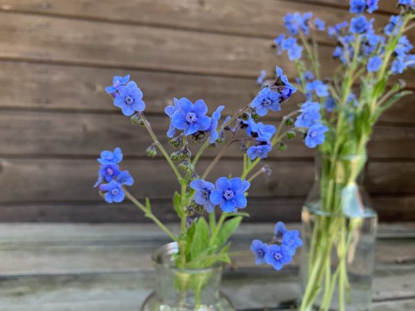 Cynoglossum amabile - Chinesisches Vergissmeinnicht Nahaufnahme Blüten in blau
