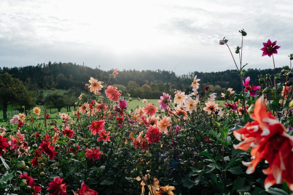 Feld aus Dahlien von Dahliensamen bunt und grün