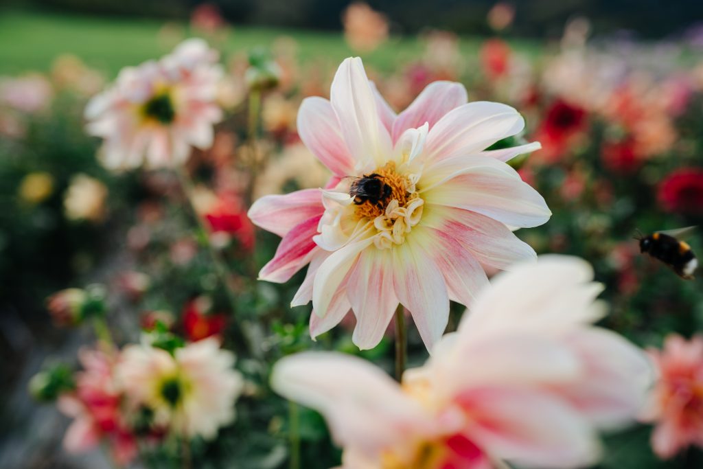 Feld aus Dahlien von Dahliensamen Nahaufnahme Blüte mit Hummeln