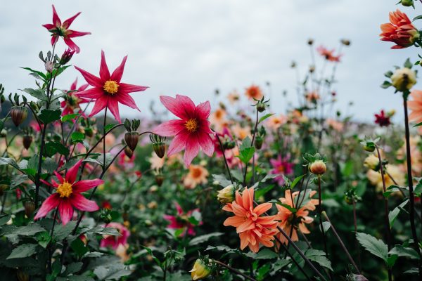 Feld aus Dahlien von Dahliensamen Blüten und Samenstände