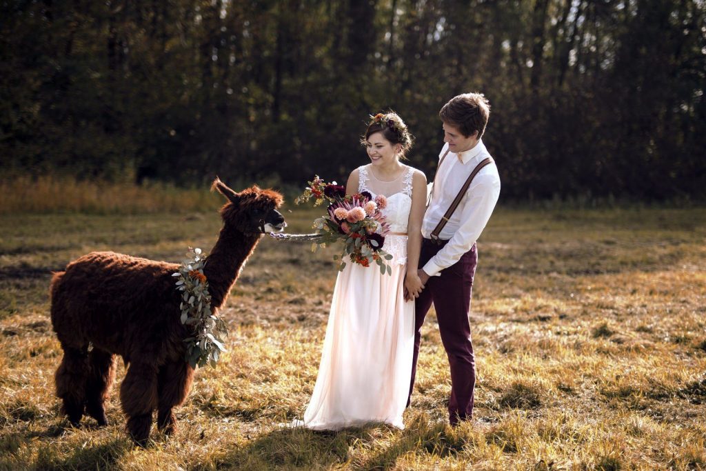 Brautpaar mit Lama auf Wiese, Brautstrauß aus Dahlien und Protea