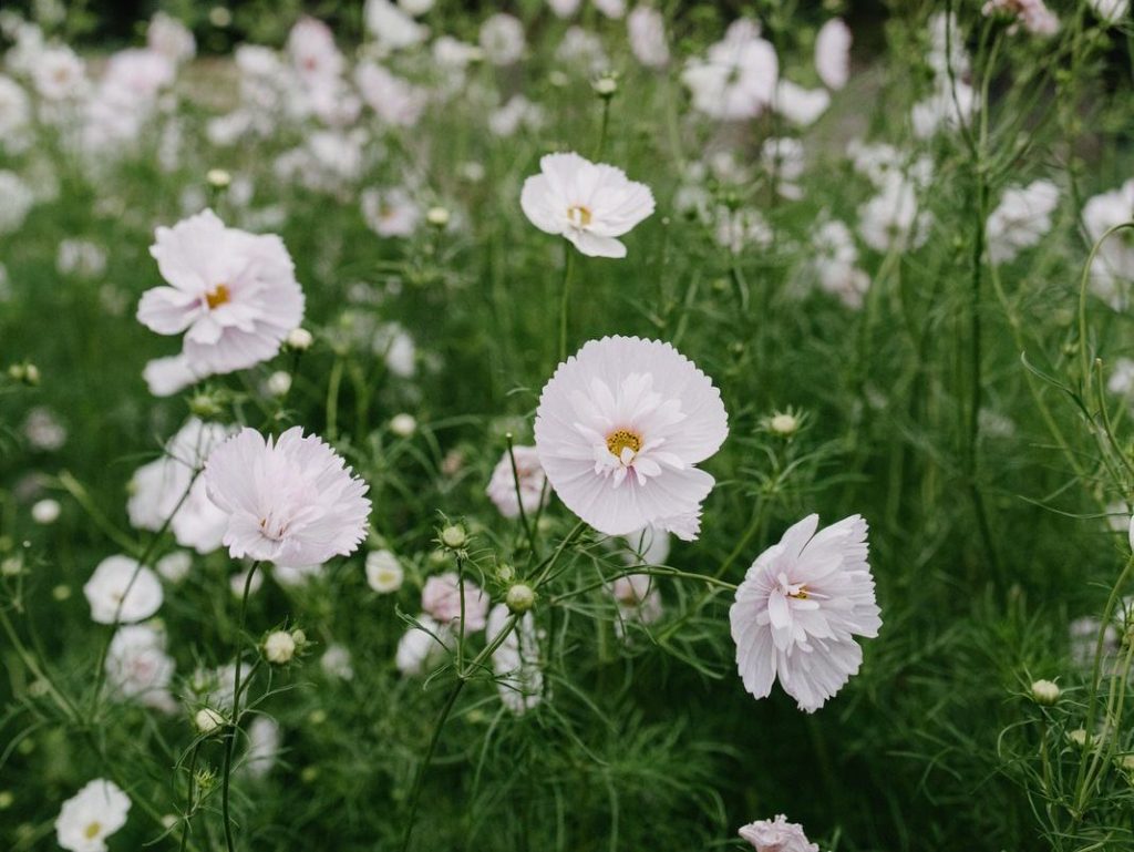 Feld voller Cosmea, weiße Blüten auf grünem Hintergrund