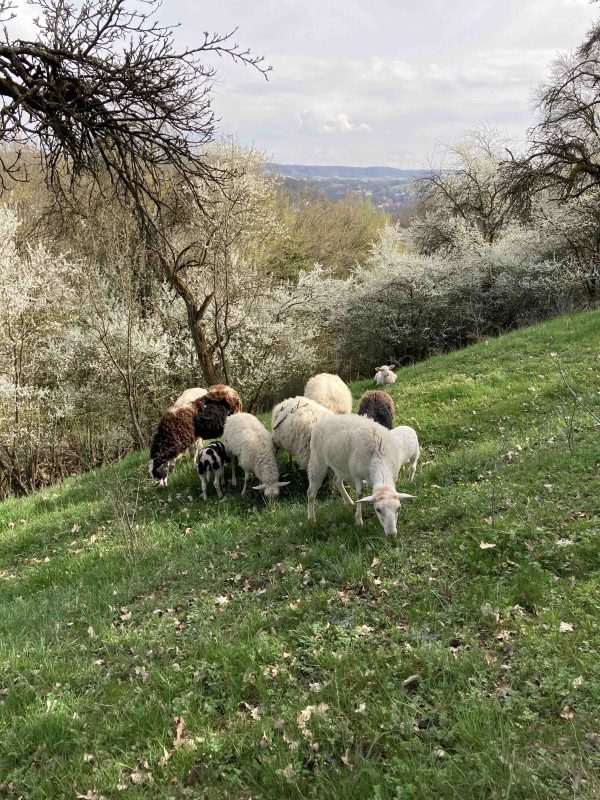Glückliche Schafe grasen auf grünem Hang