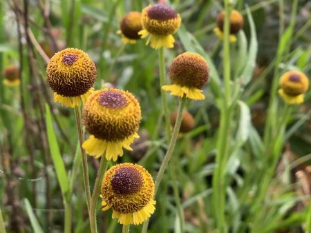 Sonnenbraut 'Autumn Lollipop'
